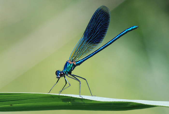 Calopteryx slendens?